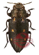 Chrysobothris (s.str.) purpureicollis Kerremans, 1900 (A-)