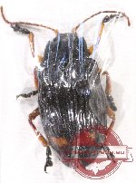 Promechus sp. 3 (5 pcs)