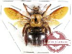 Xylocopa sp. 5 (SPREAD) (10 pcs)