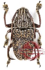 Choeromorpha vivesi (5 pcs)