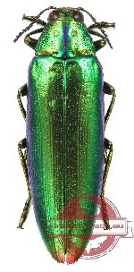 Chrysochroa kaupi (5 pcs)