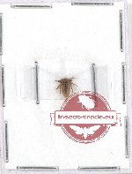 Membracinae sp. 12 (5 pcs)