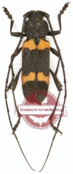 Purpuricenus quadrinotatus (A2)