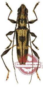 Polyphida lombokiana Vives, 2013 (5 pcs)