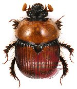 Bolbochromus laetus