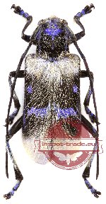Malloderma pascoei