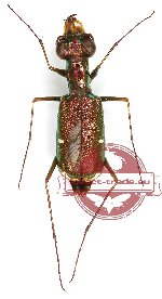 Micromentignatha oblongicollis (5 pcs)