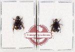 Scientific lot no. 244 Melolonthinae (2 pcs)