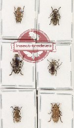 Scientific lot no. 323 Cerambycidae (6 pcs A-, A2)