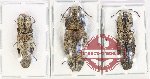 Scientific lot no. 234 Elateridae (3 pcs)