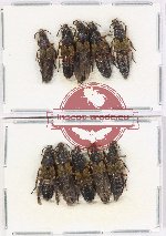 Scientific lot no. 177 Staphylinidae (10 pcs)