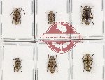 Scientific lot no. 320 Cerambycidae (Apomecyna spp.) (6 pcs)