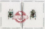 Scientific lot no. 617 Chrysomelidae (2 pcs)