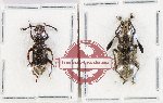 Scientific lot no. 182 Anthribidae (2 pcs)