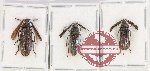 Scientific lot no. 11 Callirhipidae (3 pcs - 1 pc A2)