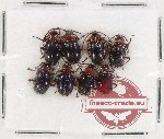 Scientific lot no. 106 Endomychidae (Encymon sp.) (8 pcs)
