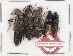 Scientific lot no. 175 Staphylinidae (5 pcs)