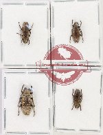 Scientific lot no. 322 Cerambycidae (Apomecyna spp.) (4 pcs)