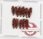 Scientific lot no. 38 Languridae (11 pcs)