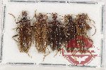 Scientific lot no. 494 Tenebrionidae (5 pcs)