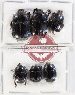 Scientific lot no. 116 Histeridae (6 pcs - 3 pcs A2)