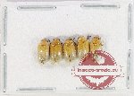 Scientific lot no. 621 Chrysomelidae (5 pcs)