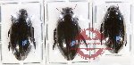 Hydrophilidae Scientific lot no. 342 (3 pcs)