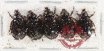 Hybosorinae Scientific lot no. 118 (5 pcs)