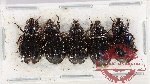 Hybosorinae Scientific lot no. 119 (5 pcs)