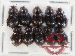 Hybosorinae Scientific lot no. 116 (10 pcs)