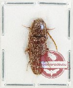 Elateridae sp. 43