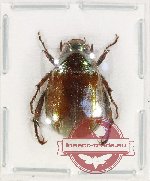 Anomala glabra (A2)