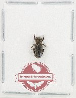 Rhyparus myslenicuorum