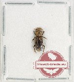 Rhyparus burckhardi