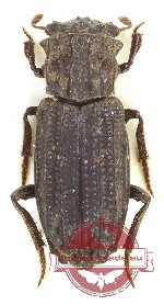 Rhyparus burckhardi