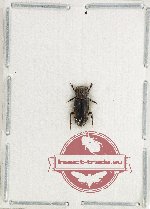 Rhyparus schoolmeestersi