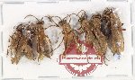 Scientific lot no. 568 Hymenoptera (7 pcs)