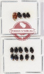 Scientific lot no. 1407 Heteroptera (Cydnidae) (14 pcs)