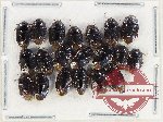 Scientific lot no. 1403 Heteroptera (Cydnidae) (20 pcs)