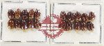 Scientific lot no. 1409 Heteroptera (Cydnidae) (20 pcs)