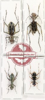 Scientific lot no. 83 Cicindelidae (4 pcs A-, A2)
