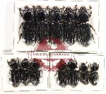 Scientific lot no. 187 Passalidae (12 pcs)