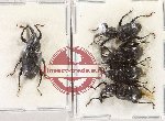 Scientific lot no. 1001 Curculionidae (5 pcs A, A-, A2)