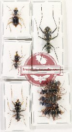 Scientific lot no. 84 Cicindelidae (9 pcs A-, A2)