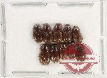 Scientific lot no. 938 Coprophaga (10 pcs)