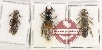 Scientific lot no. 176 Staphylinidae (3 pcs)