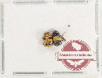 Scientific lot no. 624 Chrysomelidae (2 pcs)