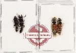 Scientific lot no. 178 Staphylinidae (4 pcs)