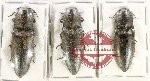 Scientific lot no. 232 Elateridae (3 pcs)