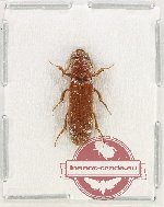 Elateridae sp. 44